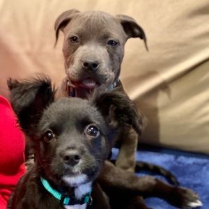 Meet your Posher, Holly